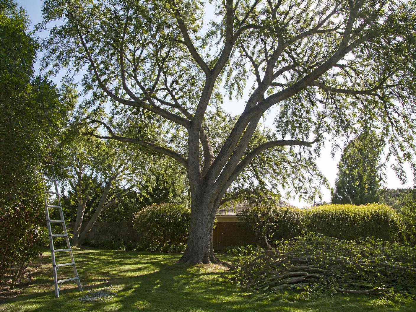 Mature shade tree laced by Aloha Tree Care in a San Diego back yard